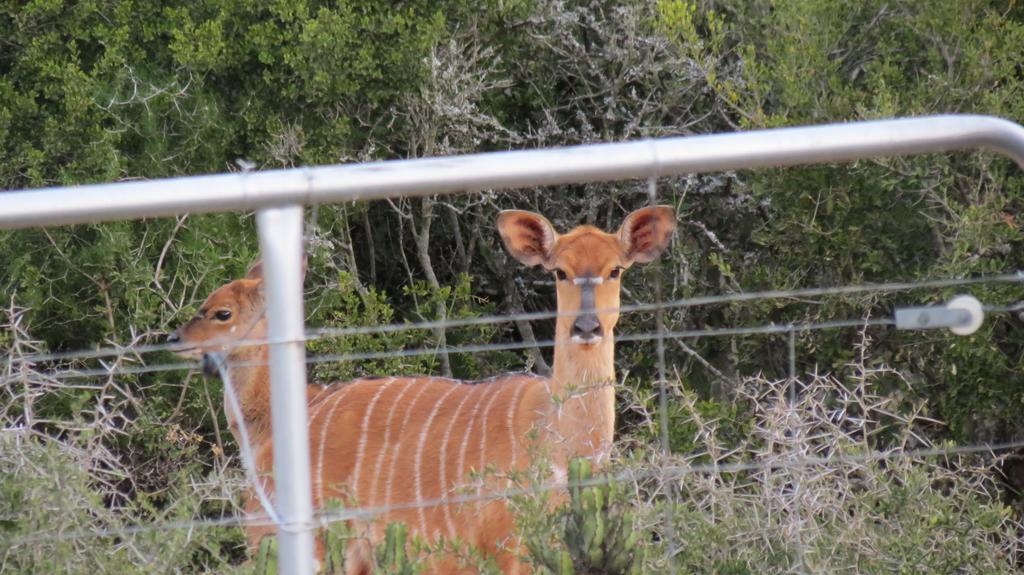 Kudu Ridge Game Lodge Addo Bagian luar foto