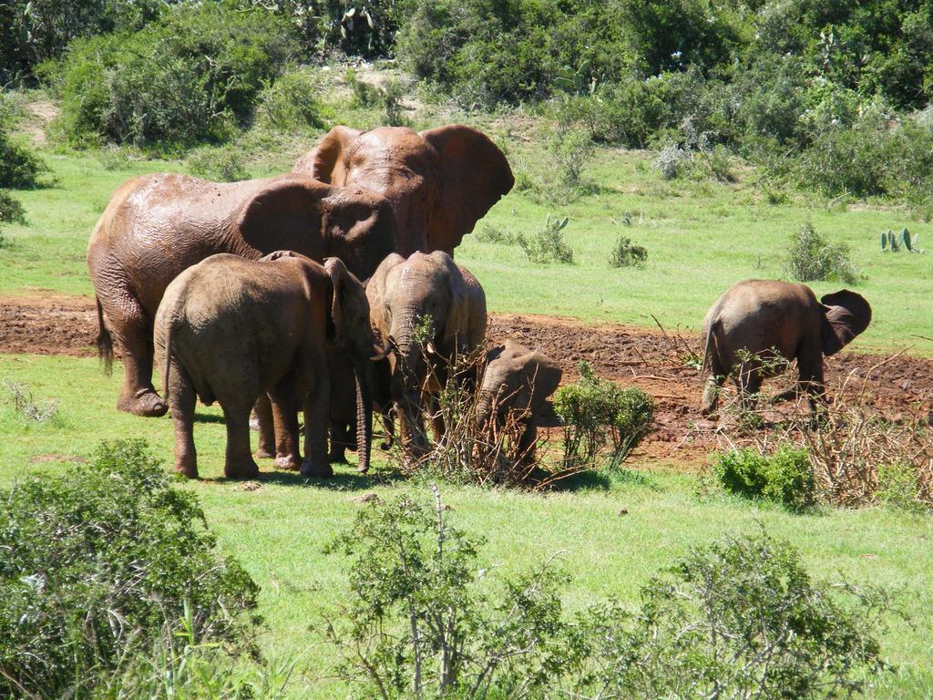 Kudu Ridge Game Lodge Addo Bagian luar foto