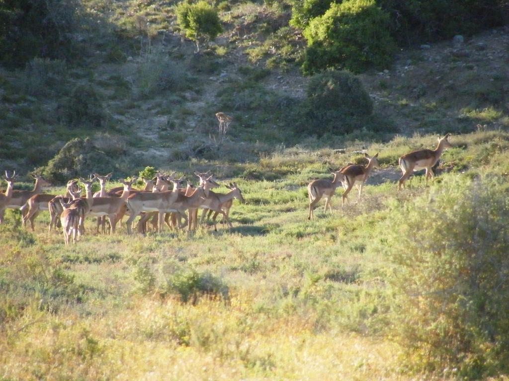Kudu Ridge Game Lodge Addo Bagian luar foto