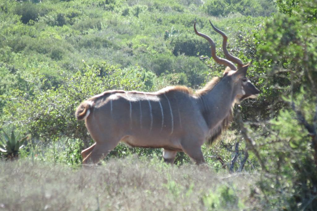 Kudu Ridge Game Lodge Addo Bagian luar foto