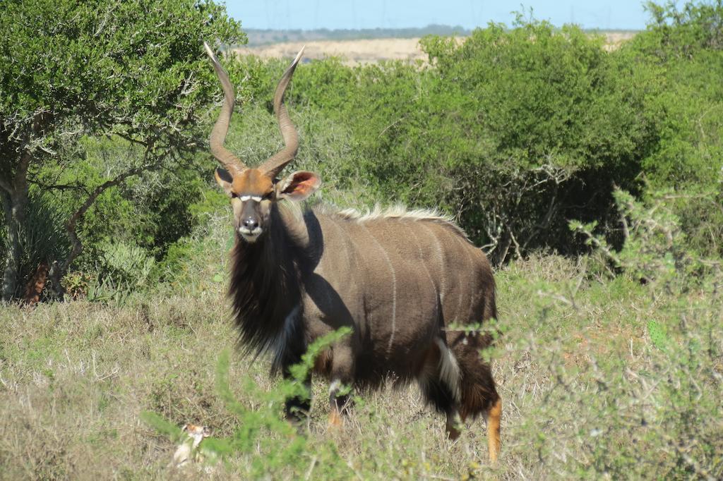 Kudu Ridge Game Lodge Addo Bagian luar foto