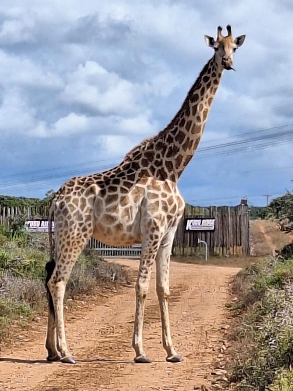 Kudu Ridge Game Lodge Addo Bagian luar foto
