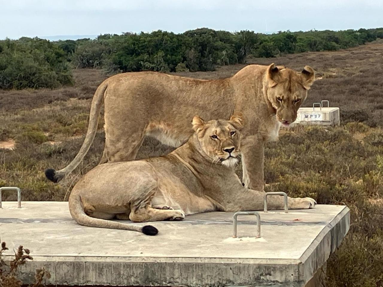 Kudu Ridge Game Lodge Addo Bagian luar foto