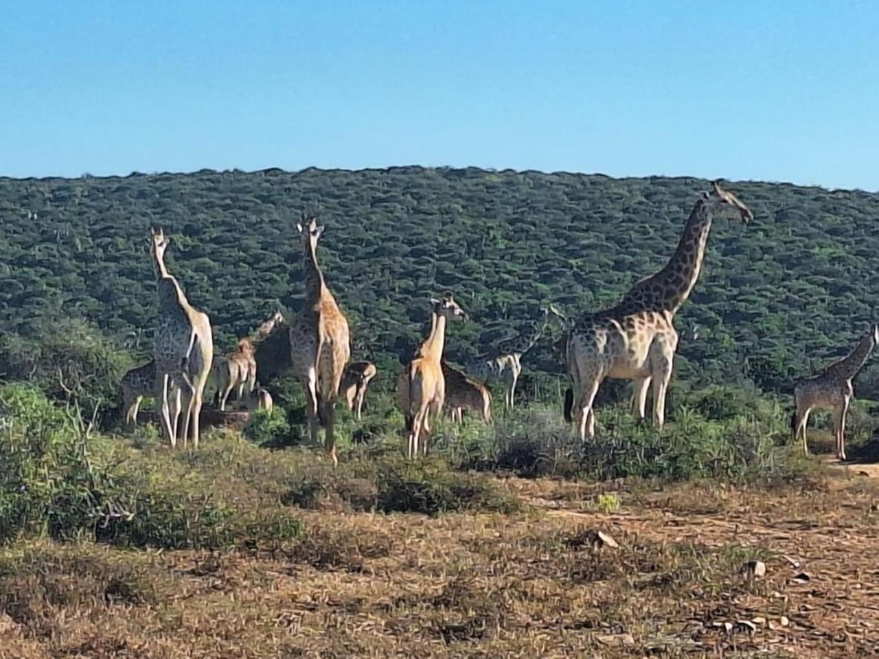 Kudu Ridge Game Lodge Addo Bagian luar foto