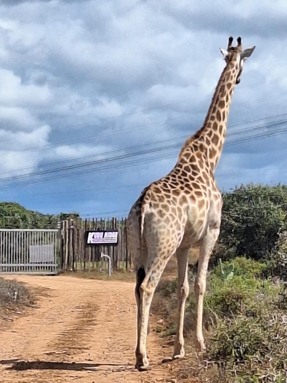 Kudu Ridge Game Lodge Addo Bagian luar foto