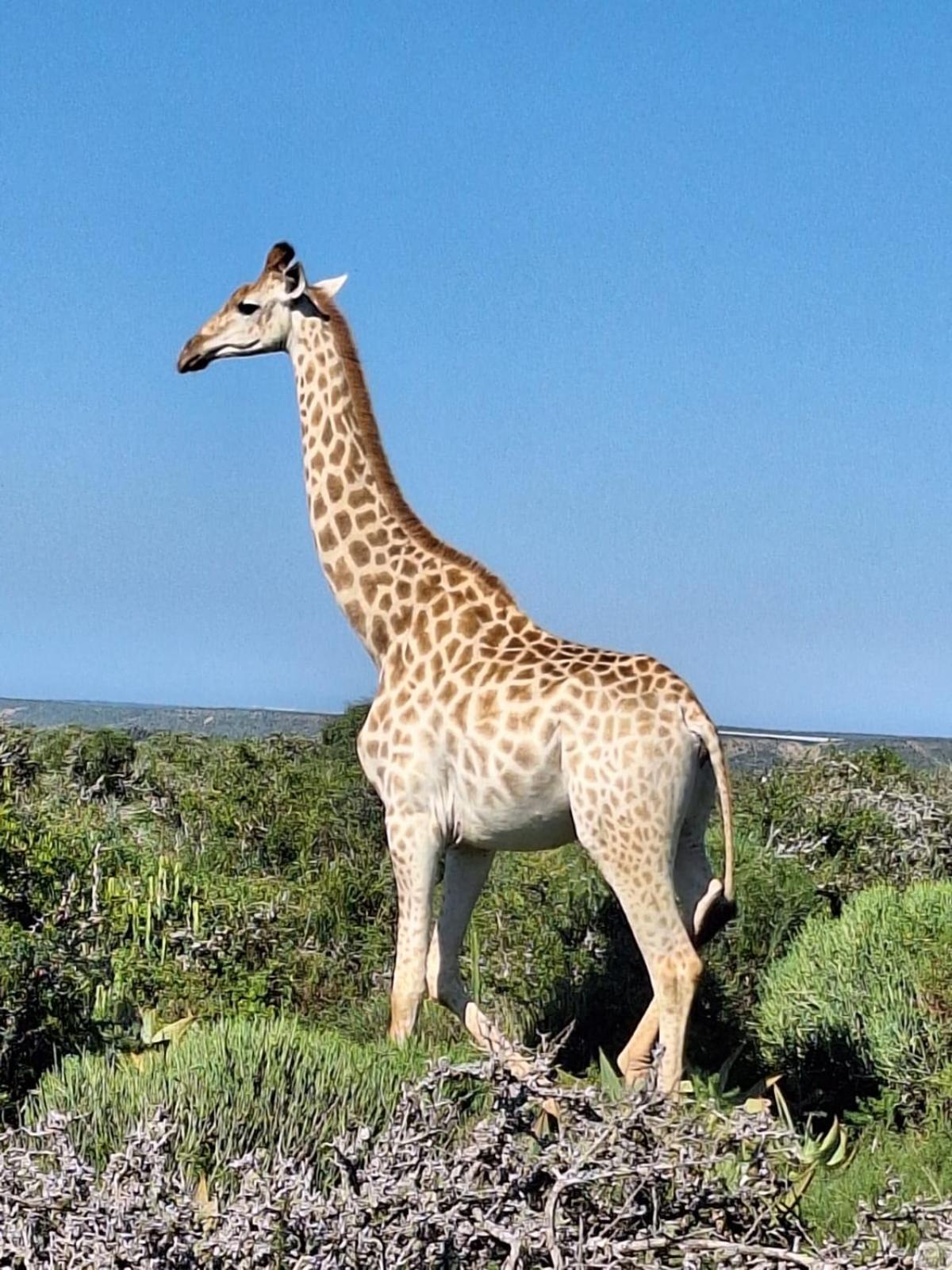 Kudu Ridge Game Lodge Addo Bagian luar foto