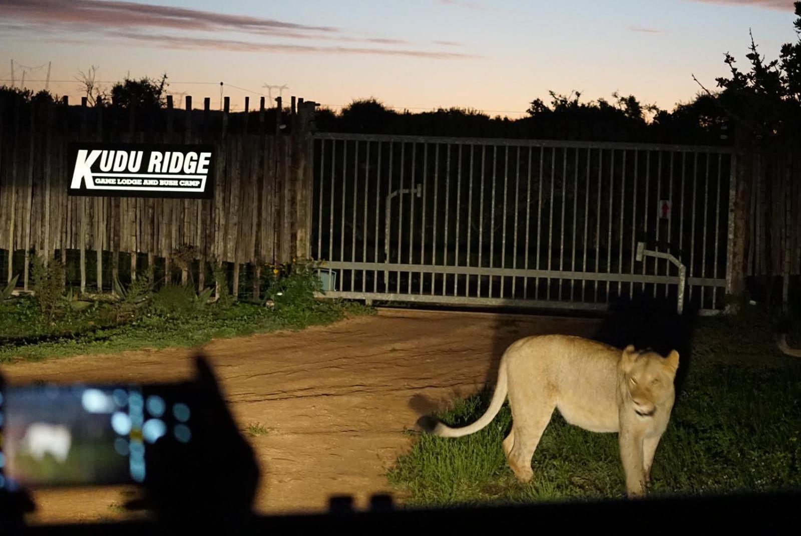 Kudu Ridge Game Lodge Addo Bagian luar foto