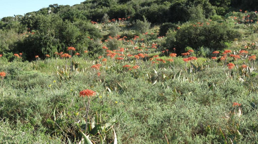 Kudu Ridge Game Lodge Addo Bagian luar foto