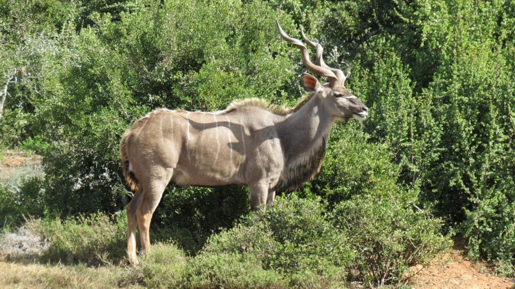 Kudu Ridge Game Lodge Addo Bagian luar foto