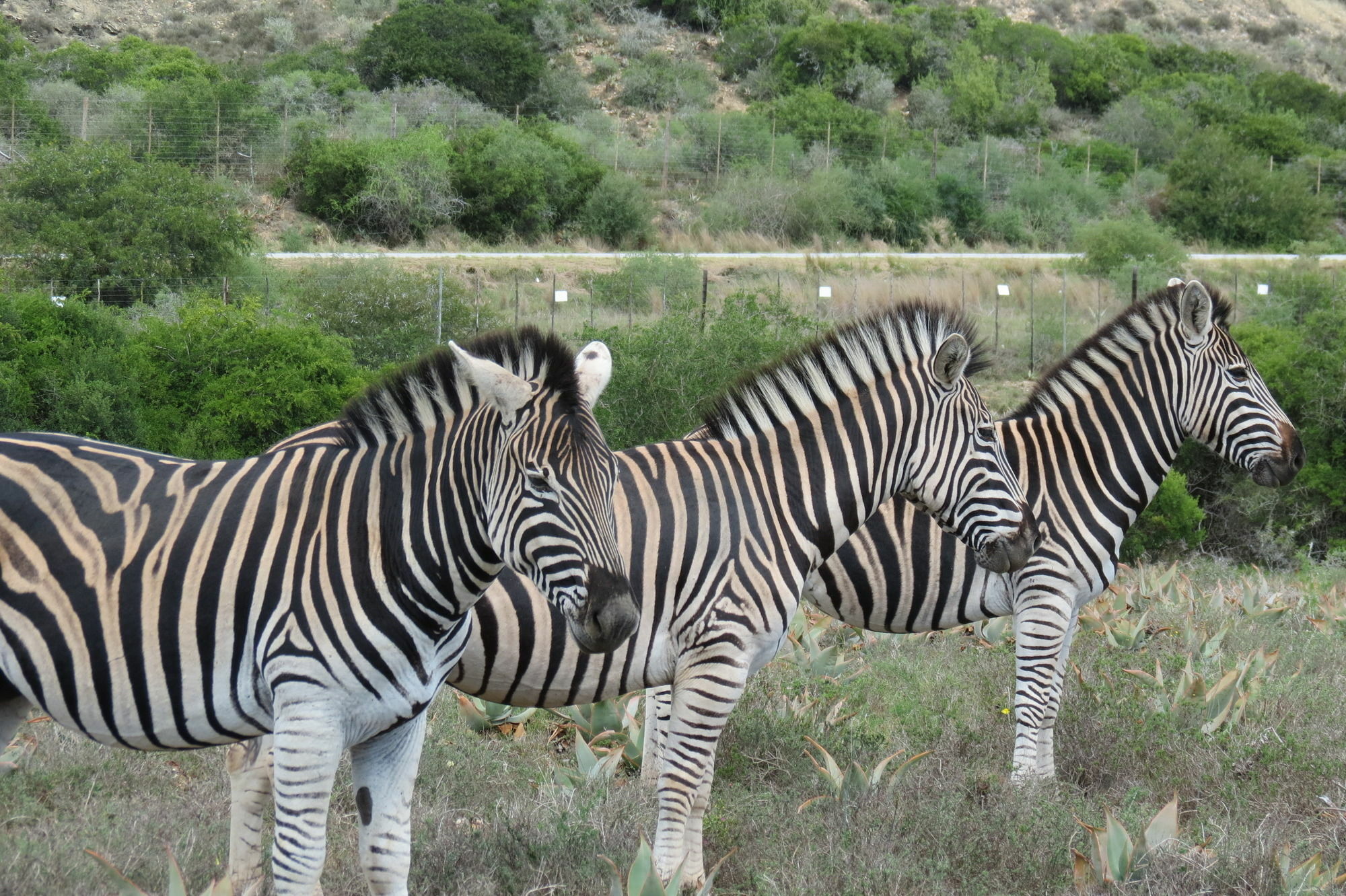 Kudu Ridge Game Lodge Addo Bagian luar foto